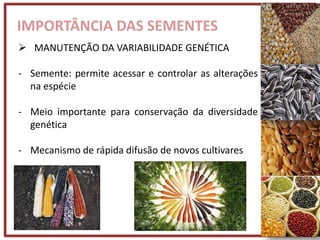 IMPORTÂNCIA DAS SEMENTES
 MANUTENÇÃO DA VARIABILIDADE GENÉTICA
- Semente: permite acessar e controlar as alterações
na espécie
- Meio importante para conservação da diversidade
genética
- Mecanismo de rápida difusão de novos cultivares
 