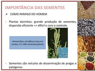 IMPORTÂNCIA DAS SEMENTES
 COMO INIMIGO DO HOMEM
- Plantas daninhas: grande produção de sementes,
dispersão eficiente => difícil e caro o controle.
- Sementes são veículos de disseminação de pragas e
patógenos
Amaranthus retroflexus (caruru)
produz 117.400 sementes/planta
 