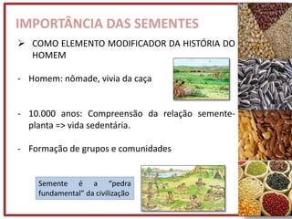 IMPORTÂNCIA DAS SEMENTES
 COMO ELEMENTO MODIFICADOR DA HISTÓRIA DO
HOMEM
- Homem: nômade, vivia da caça
- 10.000 anos: Compreensão da relação semente-
planta => vida sedentária.
- Formação de grupos e comunidades
Semente é a “pedra
fundamental” da civilização
 