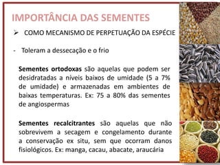 IMPORTÂNCIA DAS SEMENTES
 COMO MECANISMO DE PERPETUAÇÃO DA ESPÉCIE
- Toleram a dessecação e o frio
Sementes recalcitrantes são aquelas que não
sobrevivem a secagem e congelamento durante
a conservação ex situ, sem que ocorram danos
fisiológicos. Ex: manga, cacau, abacate, araucária
Sementes ortodoxas são aquelas que podem ser
desidratadas a níveis baixos de umidade (5 a 7%
de umidade) e armazenadas em ambientes de
baixas temperaturas. Ex: 75 a 80% das sementes
de angiospermas
 