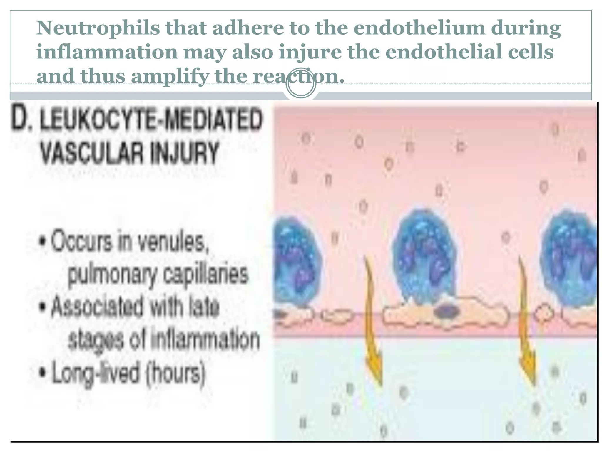 Neutrophils that adhere to the endothelium during
inflammation may also injure the endothelial cells
and thus amplify the reaction.
 