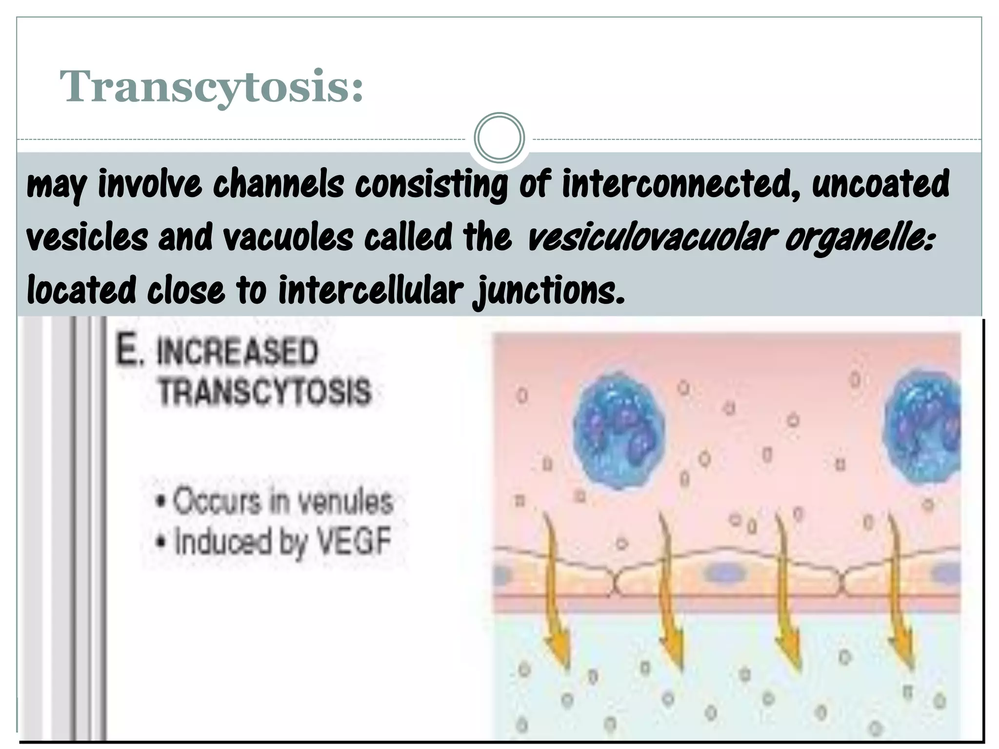 Transcytosis:

may involve channels consisting of interconnected, uncoated
vesicles and vacuoles called the vesiculovacuolar organelle:
located close to intercellular junctions.
 