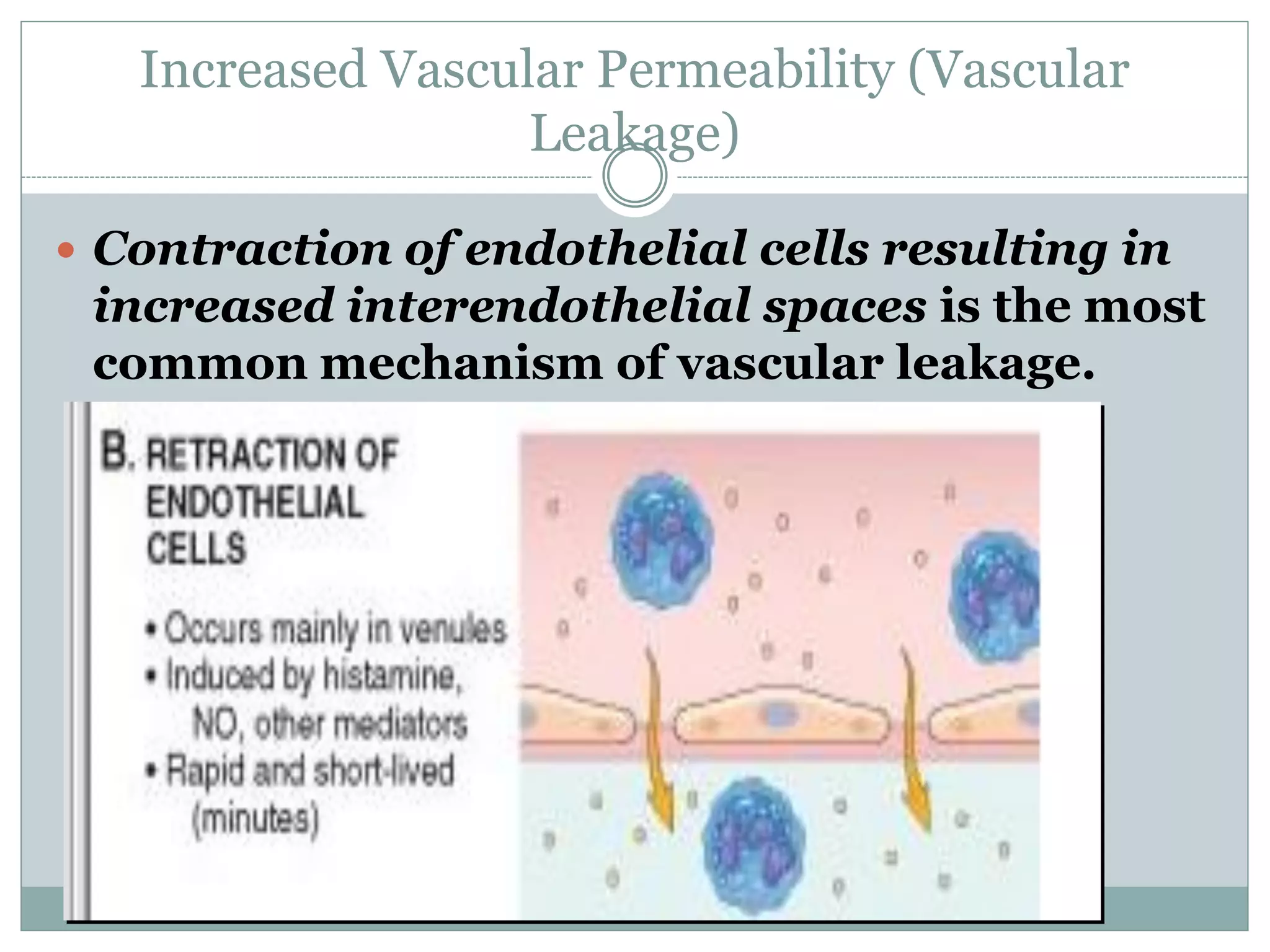 Increased Vascular Permeability (Vascular
                   Leakage)

 Contraction of endothelial cells resulting in
 increased interendothelial spaces is the most
 common mechanism of vascular leakage.
 