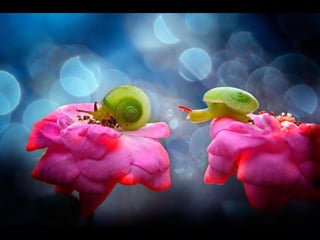 1 insect photography