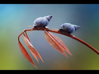 1 insect photography
