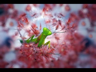 1 insect photography
