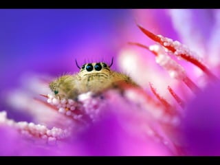 1 insect photography