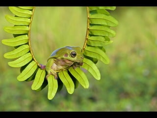 1 insect photography