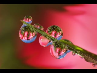 1 insect photography