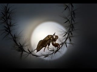 1 insect photography