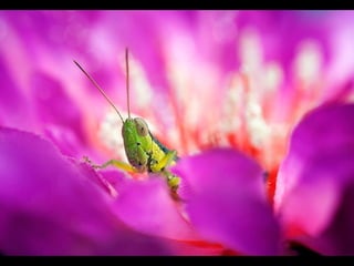 1 insect photography