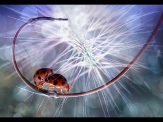 1 insect photography