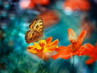 1 insect photography