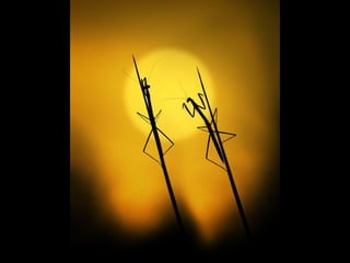 1 insect photography