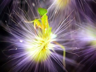 1 insect photography