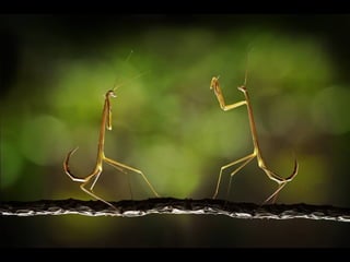 1 insect photography