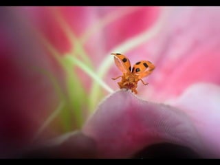 1 insect photography