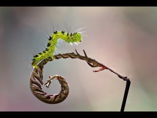 1 insect photography