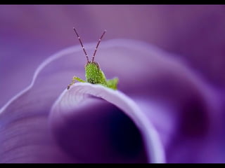 1 insect photography