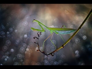 1 insect photography