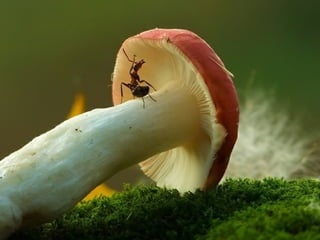 1 insect photography