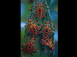 1 insect photography