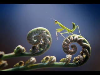 1 insect photography