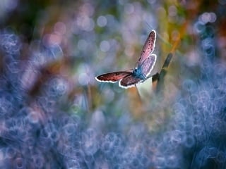 1 insect photography