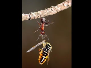 1 insect photography