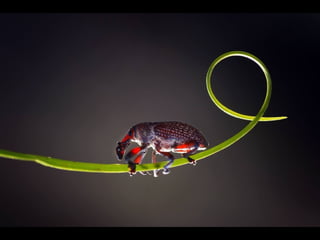 1 insect photography