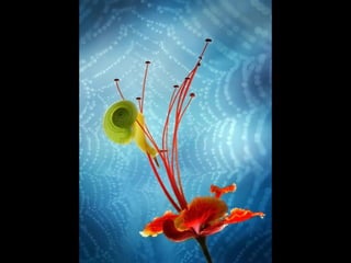 1 insect photography