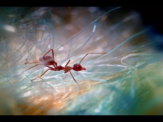 1 insect photography