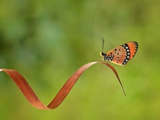 1 insect photography