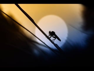 1 insect photography