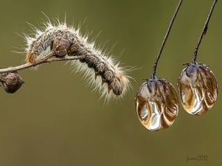 1 insect photography