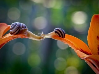 1 insect photography