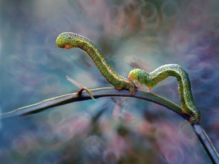 1 insect photography