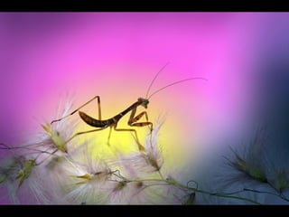 1 insect photography