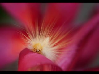 1 insect photography