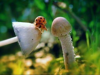 1 insect photography