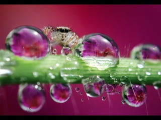 1 insect photography