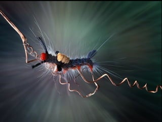 1 insect photography