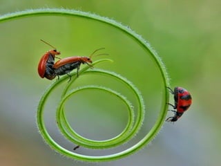 1 insect photography
