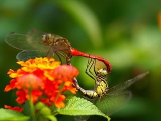 1 insect photography