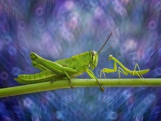 1 insect photography