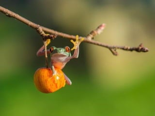 1 insect photography