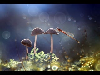 1 insect photography