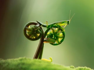 1 insect photography