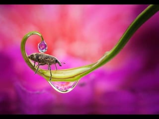 1 insect photography