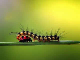 1 insect photography